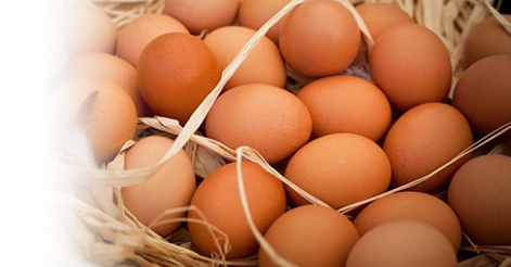vadi besicilik organik yumurta, organik yumurta, organik yumurta vadi besicilik